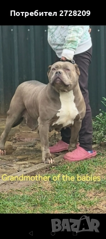 Американско Були ХЛ/ American Bully XL, снимка 5 - Питбул - 51410382