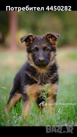 Малки немски овчарки, снимка 2 - Немска овчарка - 54177886