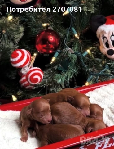 Той пудел, снимка 2 - Пудели - 53082796