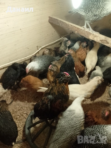 Грюбе, снимка 8 - други­ - 53823897