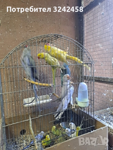 Продавам папагали и клетки , снимка 12 - Папагали - 52510763