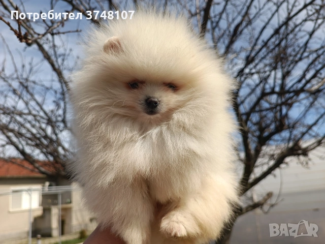 Померан/Померани, снимка 17 - Померан - 52920016