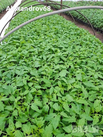 ТОП РАЗСАД на ТОП ЦЕНА от ПРОИЗВОДИТЕЛ, снимка 3 - Разсади - 54137204