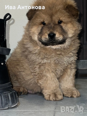 Продавам куче бебе Чау Чау на 48 дни , снимка 2 - Чау Чау - 53899342