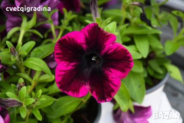 Petunia GO!Tunia® Cosmic Pink(Каскадна Петуния космическо розово), снимка 2 - Градински цветя и растения - 54108573