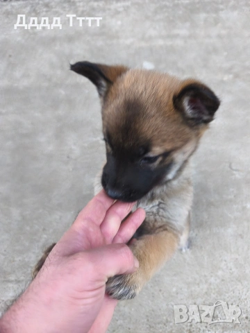 Кученца Малиноа, снимка 4 - Белгийска овчарка - 53357814