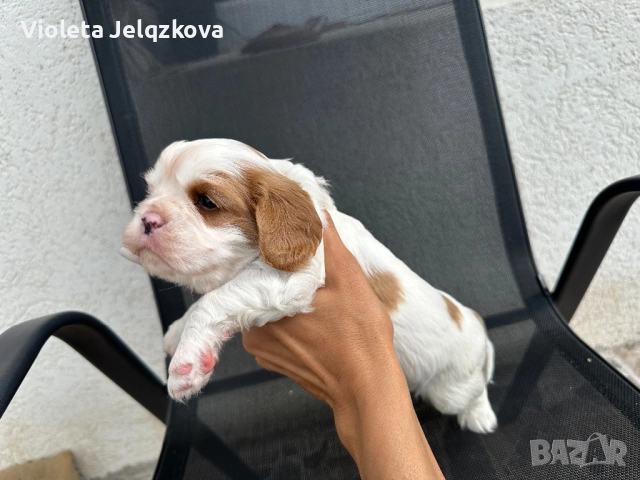 Кавалер- Кинг Чарлз шпаньол , снимка 1