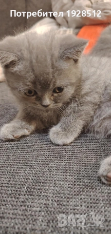 Мъжки късокосмест британец за разплод, снимка 15 - Британска късокосместа - 45709243