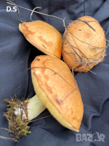 Продавам гъби масловки , снимка 5 - Домашни продукти - 52148004