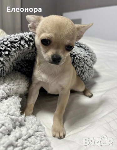 Топ Мини Чихуахуа Момиченце 