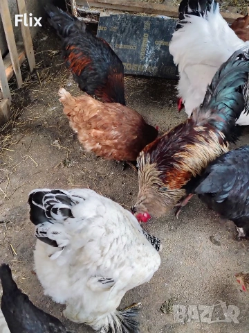 разплодни яйца , снимка 9 - Кокошки и пуйки - 54055847