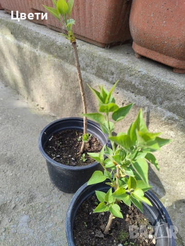 Продавам люляк