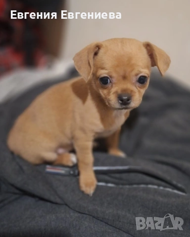 Мини чихуахуа, едно момиче.