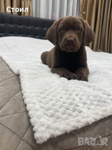 Чистокръвни Лабрадор Ретривър:, снимка 3 - Лабрадор ретривър - 53164804