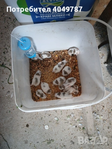 продавам мини хамстери