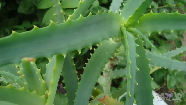 Дървовидно алое (Aloe arborescens), снимка 1 - Градински цветя и растения - 47457021