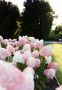 Хортензия Пиникулата Розова Роза, Hydrangea pan. PINK & ROSE, снимка 2