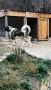 Българско овчарско куче(каракачанско), снимка 5