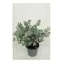 Eucalyptus cinerea-Евкалипт Сребърен долар, снимка 1 - Градински цветя и растения - 45842501