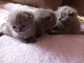 Британски котенца, снимка 4