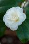 Камелия Нобилисима, Camellia japonica 'Nobilissima', снимка 1