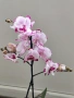 Орхидеи Фаленопсис, снимка 4
