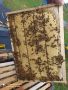Пчелни отводки с майки 2024 г., снимка 1