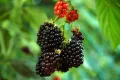 Висококачествени нови семена от хранителна Къпина без бодли Rubus rusticanus 50+ семена антиоксидант, снимка 3