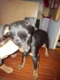 Продавам кучета от порода Пинчер, снимка 4
