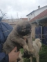 Кавказка овчарка, снимка 1