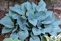 Hosta Canadian Blue (Хоста Канадско синьо), снимка 2