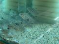 Коридорас Джули / Corydoras Julii, снимка 5