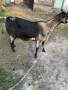Коза, снимка 4