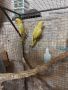 продавам папагали малак Александър 2023г , снимка 4