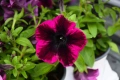 Petunia GO!Tunia® Cosmic Pink(Каскадна Петуния космическо розово), снимка 2