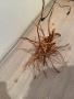 Декорация / корени от азалия, снимка 3