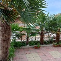 трахикарпус студоустойчиви палми 1.20–1.50, снимка 8 - Градински цветя и растения - 43204232