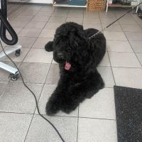 Dog Grooming фризьорски салон за кучета, снимка 8 - Фризьорски услуги - 45873183