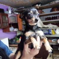 Продавам женско куче пинчер на 2 години, снимка 3 - Чихуахуа - 45341646