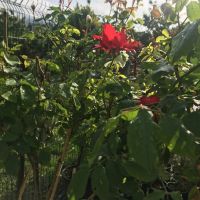 Щамбова роза, снимка 2 - Градински цветя и растения - 45804072