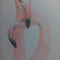 Влюбени фламинги - картина рисувана с моливи, снимка 1 - Картини - 44975793