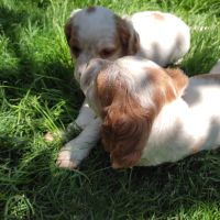 Малки кученца кръстоска между Кокер и Бретон шпаньол, снимка 3 - Кокер шпаньол - 45490637