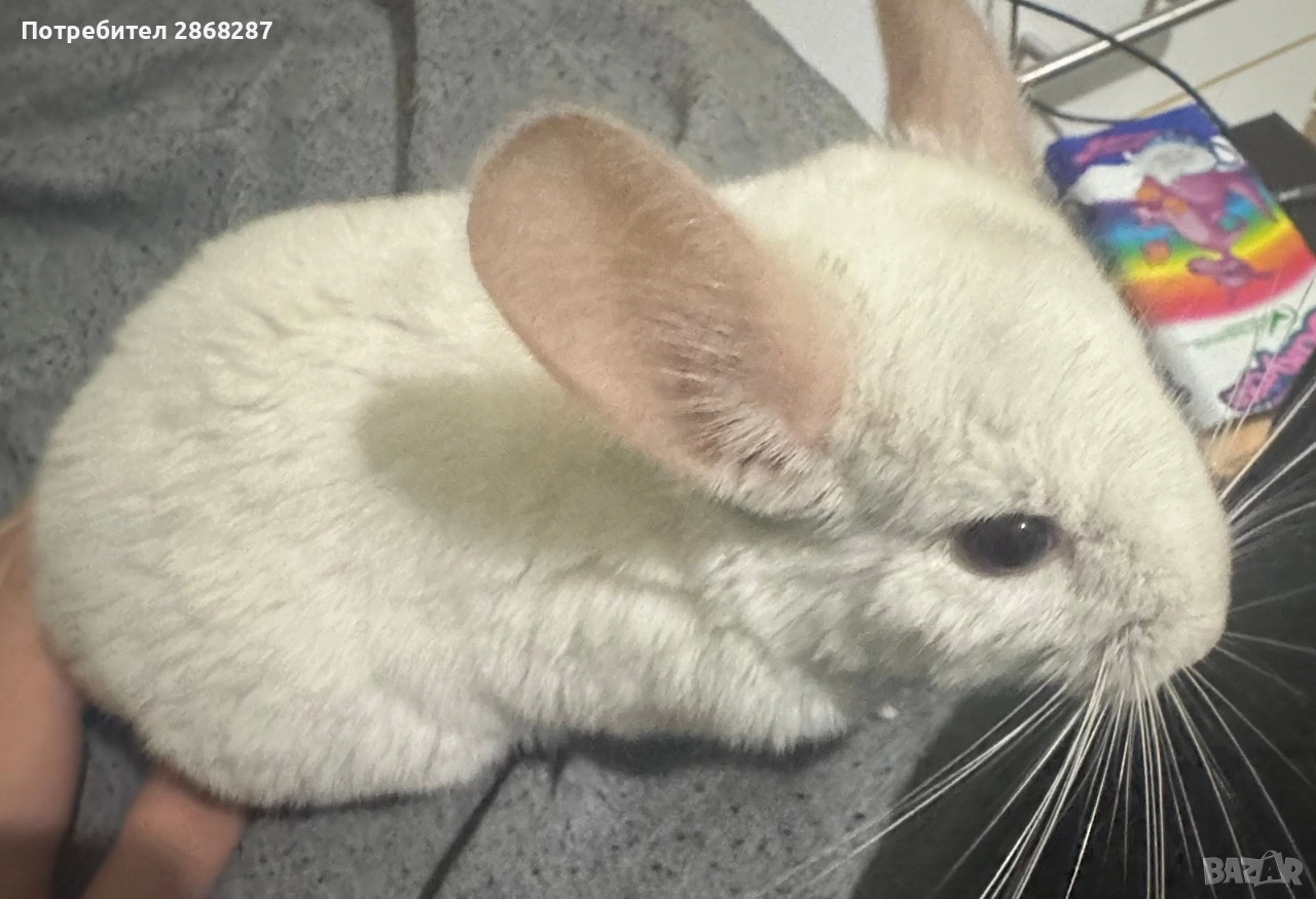 чинчила, снимка 1