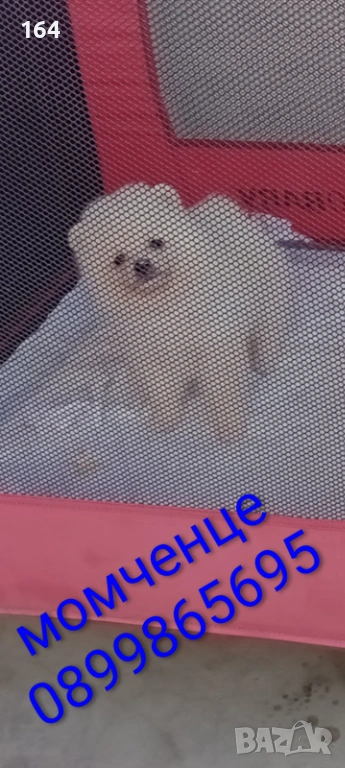 БогМъжки и женски Померани. , снимка 1