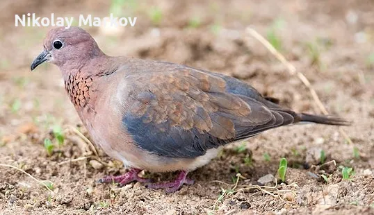 Сенегалски гугутки, снимка 1