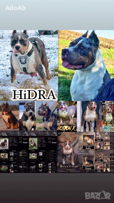 Були с родословие , снимка 1