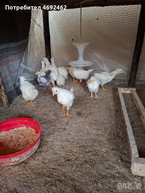 Петлета на 45 дена , снимка 1