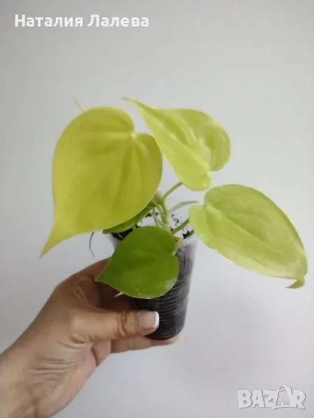 Филодендрон, philodendron lemon lime, снимка 1