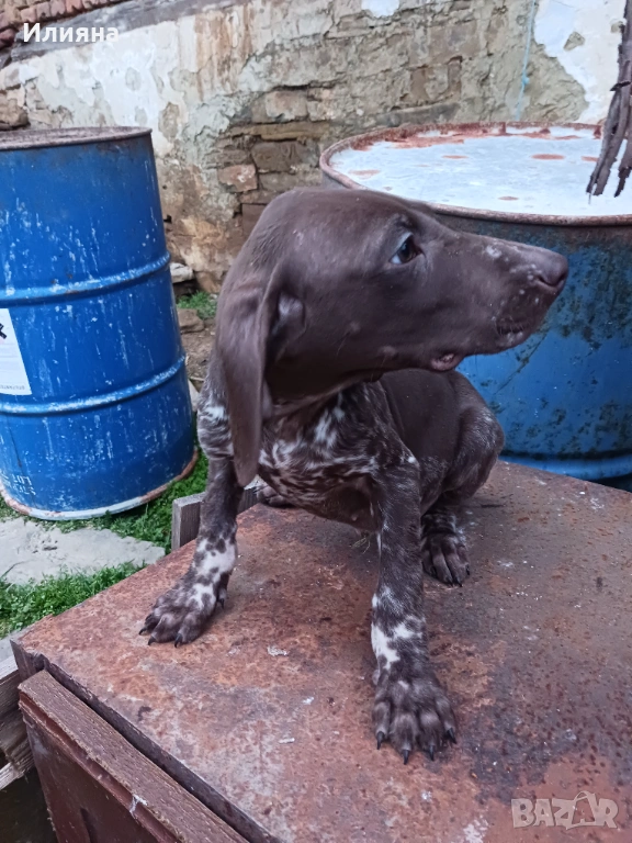 2 мъжки Курцхаари, снимка 1