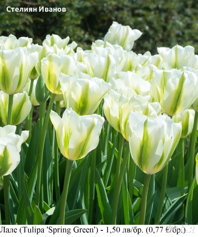 Лале (Tulipa 'Spring Green') – луковици, снимка 1